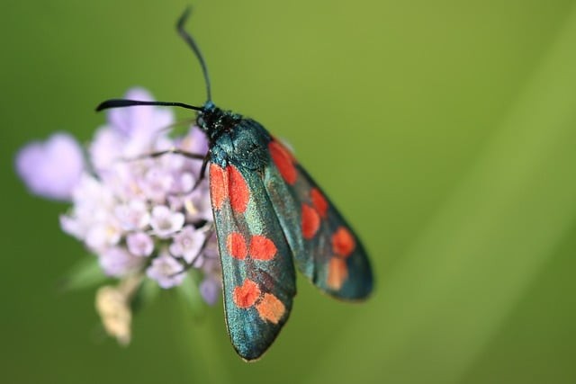 四川省金堂縣職業(yè)高級中學(xué)是公辦嗎