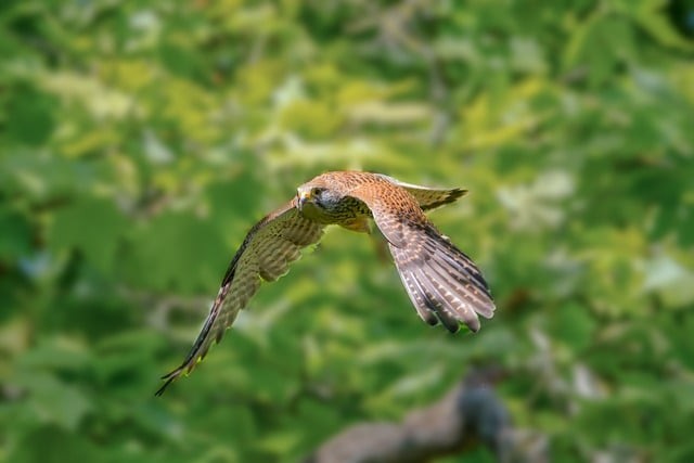 四川單招往年排名表