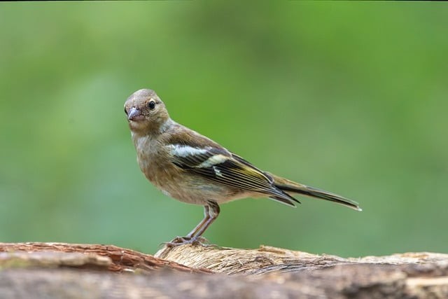 四川單招旅游類民辦