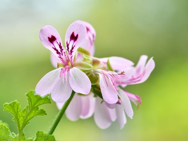 四川省江油市第一中學(xué)2024藝體特長生招生簡介