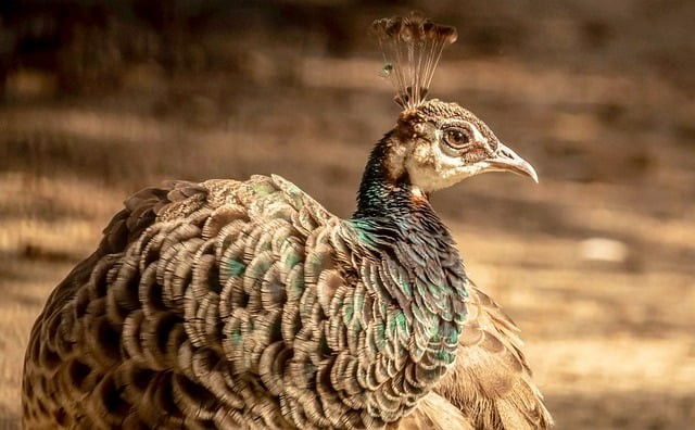 四川單招往年排名表