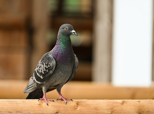 四川中職單招民辦大學