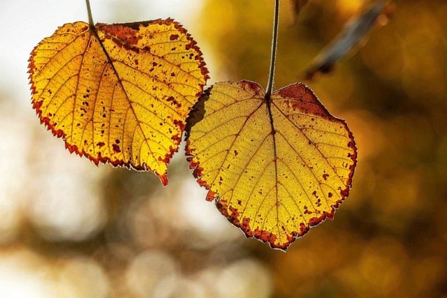 四川單招未錄取政策 四川單招未錄取政策