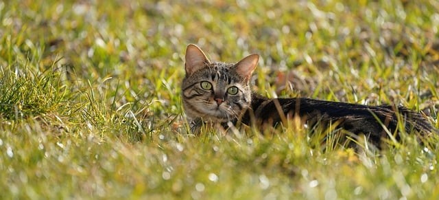 四川單招怎么自學(xué)備考