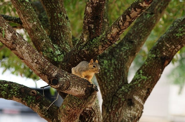 四川單招公辦護理院校