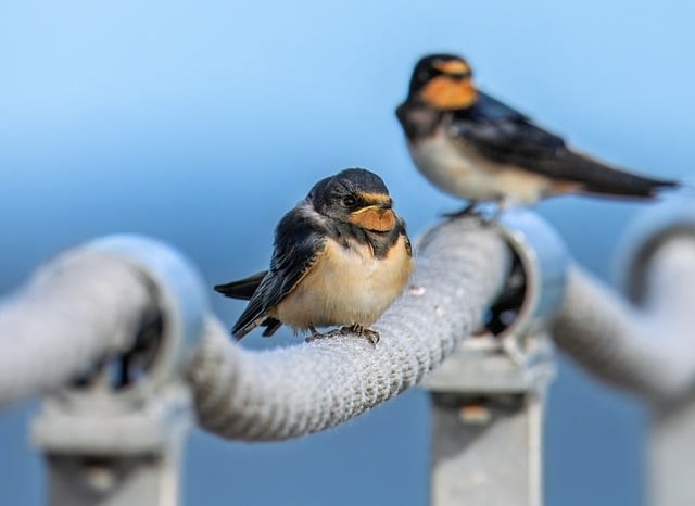 四川單招也是統(tǒng)考嗎