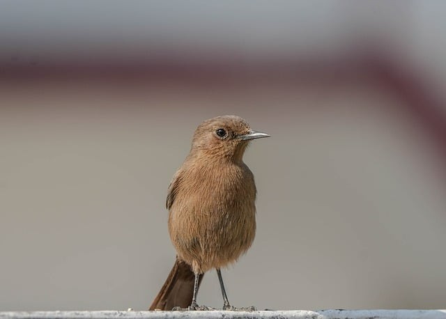 四川單招有關(guān)法律的學(xué)校