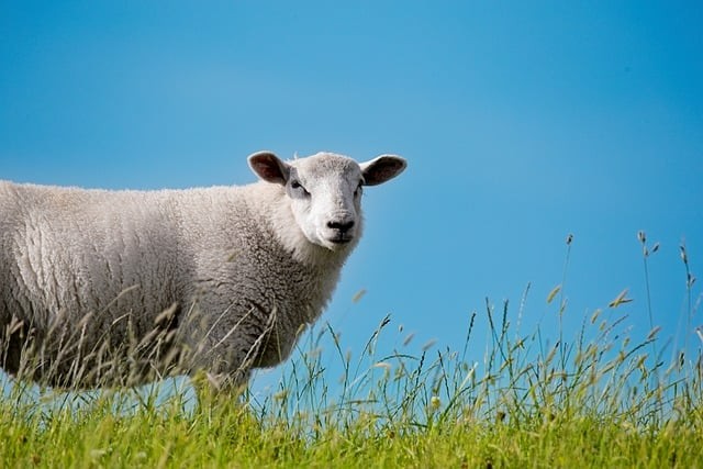 四川單招沒有填志愿