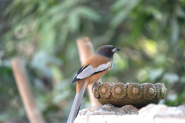 四川省成都市中和職業(yè)中學簡介