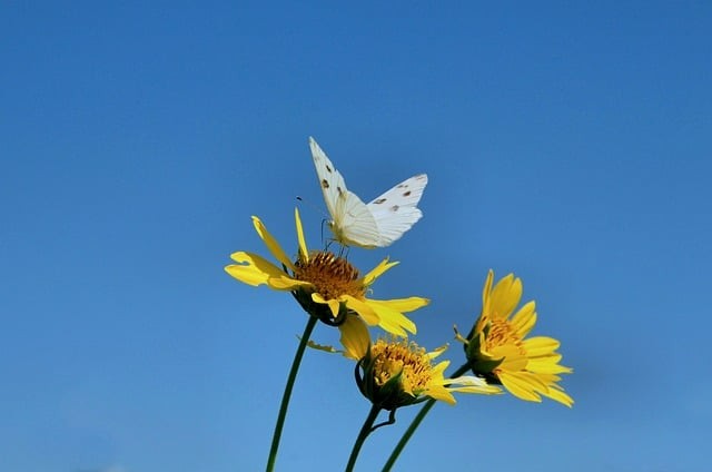 四川單招甘孜必加分嗎