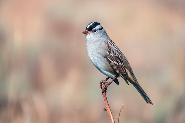 單招四川學校 分數(shù)線 單招四川學校 分數(shù)線