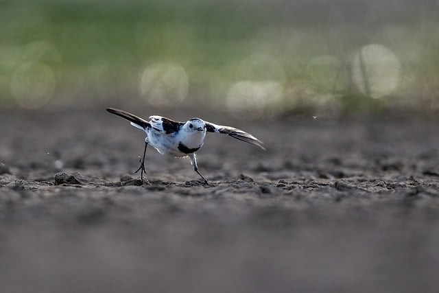 攀枝花市第七高級中學校2024招生簡介
