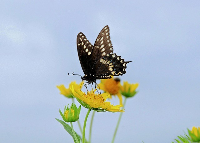四川單招個(gè)人怎么報(bào)名的
