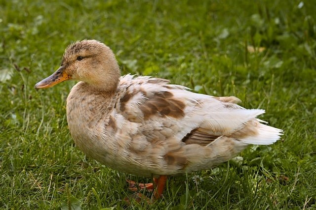 四川內(nèi)單招的大專院校