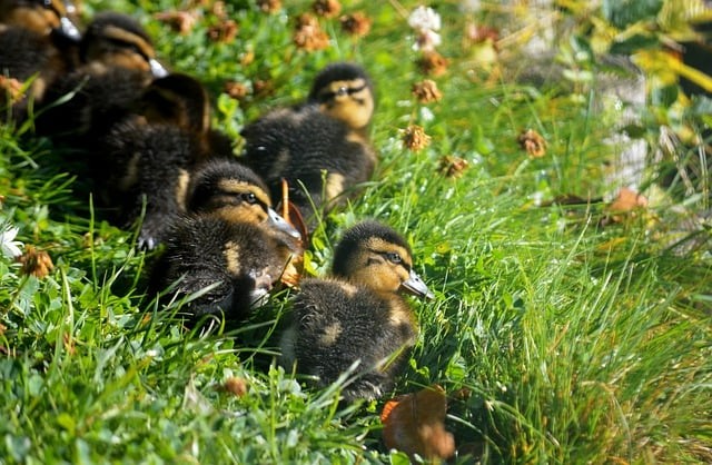 成都市機(jī)電工程學(xué)校就業(yè)情況怎么樣？學(xué)校地址在哪