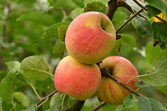 四川單招國家雙高學(xué)校