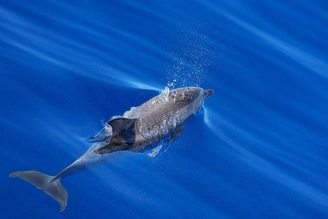 四川單招民辦新媒體學校