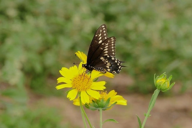 四川單招政策解析指南