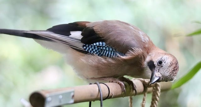 宜賓市東方職業(yè)技術(shù)學(xué)校2025年開設(shè)專業(yè)