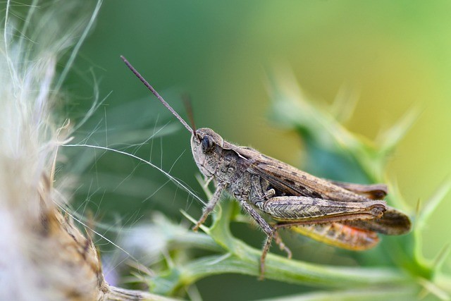 成都市實(shí)驗(yàn)外國語學(xué)校的近年高考成績(jī)