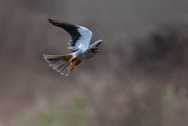 四川單招的一些大學