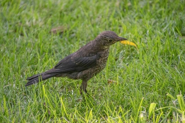 四川單招往年錄取名次表