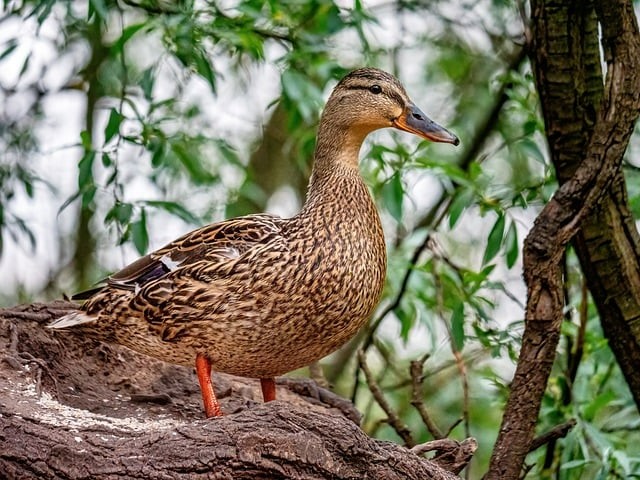 四川單招志愿圖片大全