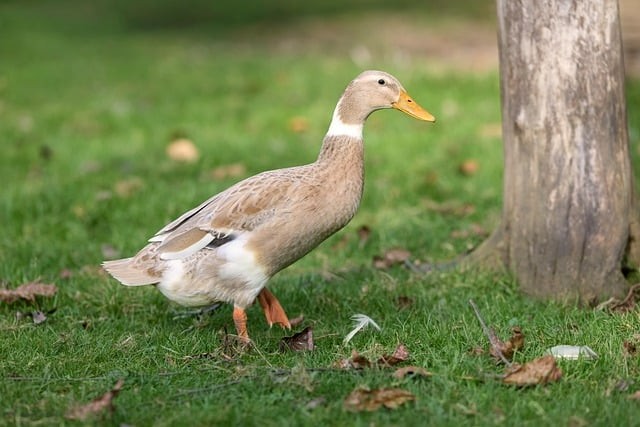 郫縣第二中學(xué)2024招生簡介