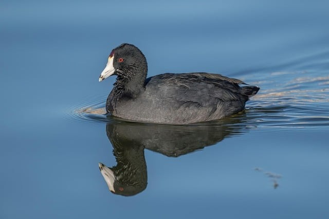 成都市棠湖外國語學校的升學率