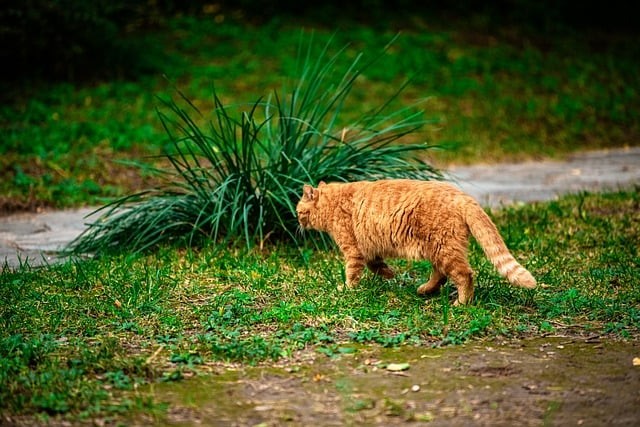 四川單招有必要找機(jī)構(gòu)嗎