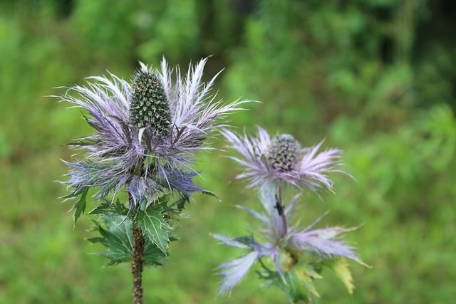 四川體育單招簡(jiǎn)章官網(wǎng)