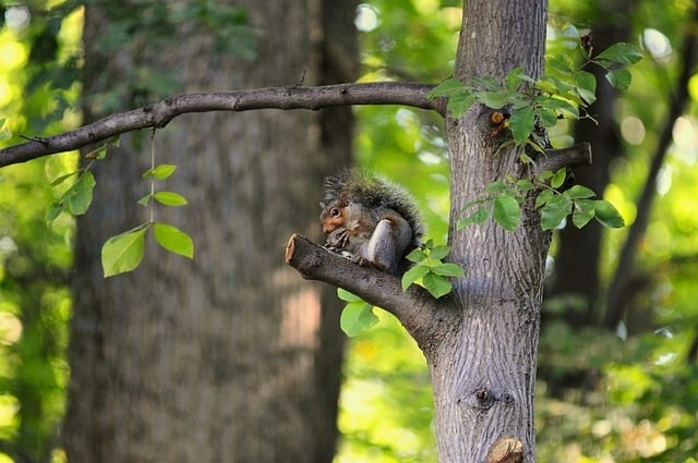 內(nèi)江一中2025年招生簡介