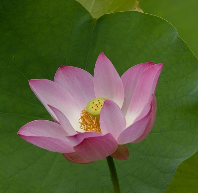 四川單招報(bào)名教學(xué)視頻